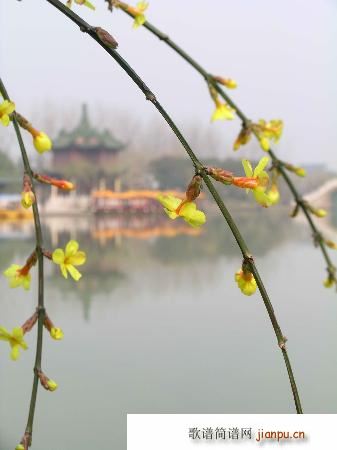 ������(l�� )�� ӭ��(���ָ��V)3