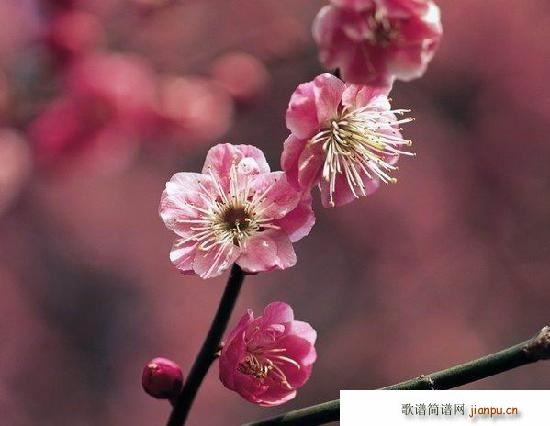 ������(l�� )��(���ָ��V)3