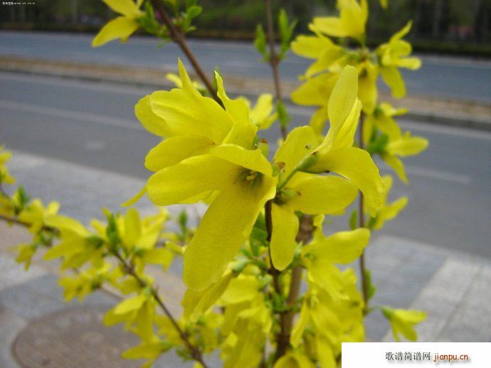 ������(l�� )�� ӭ��(���ָ��V)5