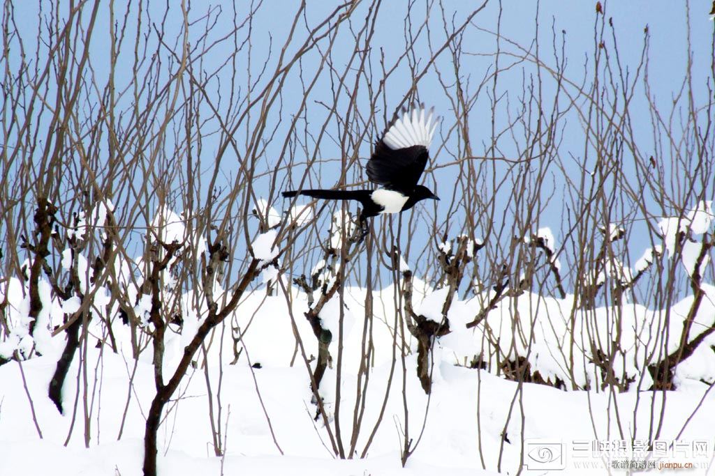 ¡��(���ָ��V)1