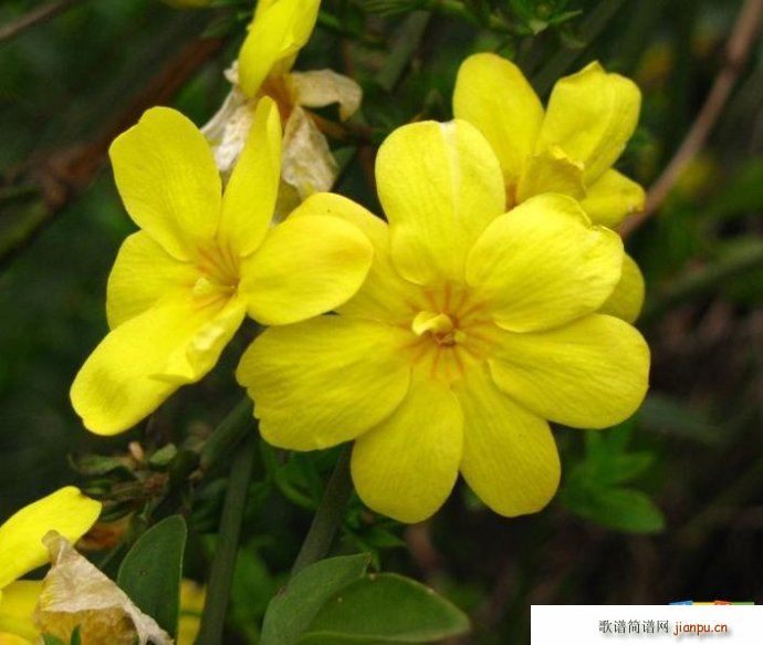 ������(l�� )�� ӭ��(���ָ��V)1