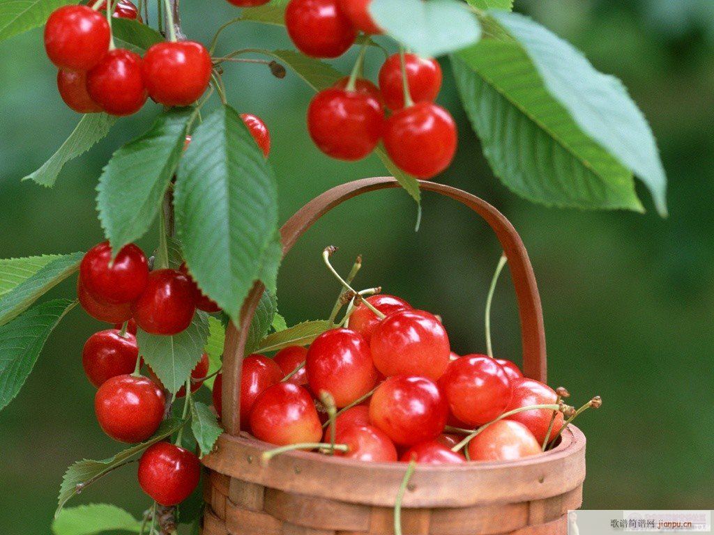 ���t�˙��ҾG�˰Ž��������~�������R��(ʮ�ּ�����)1